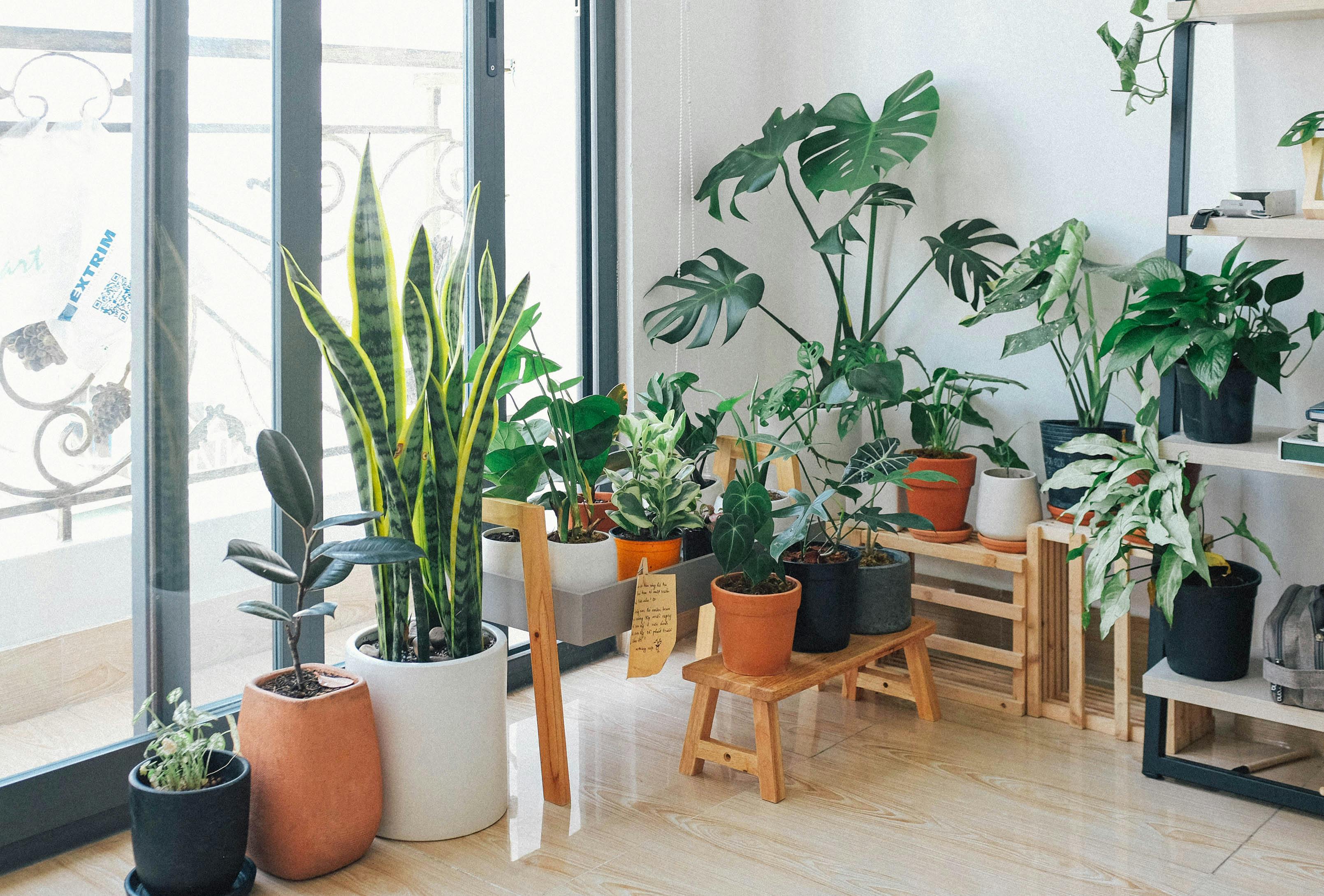 Minimal indoor plant styling